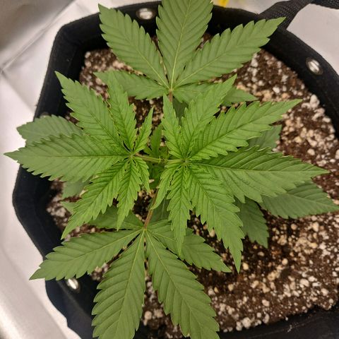 Gorilla Glue growlog photo: Crescimento vigoroso logo após a poda top. Só olhei hoje. Esperar mais 2 dias para começar lst. 