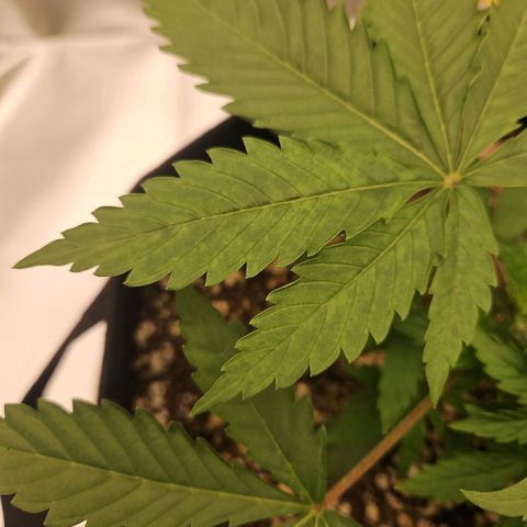 Gorilla Glue growlog photo: Mais um dia de crescimento notável. Acompanhar: extremidade das folhas levemente inclinada para cima (ajuste no ventilador para tentar corrigir) uma folha levemente manchada em tons de verde, acompanhar para ver se piora ou espalha.