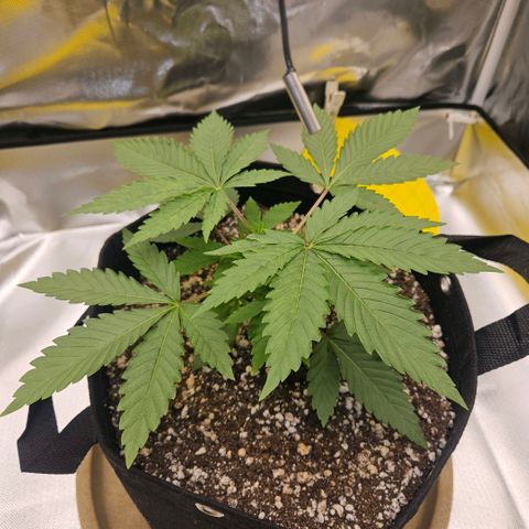 Gorilla Glue growlog photo: Mais um dia de crescimento notável. Acompanhar: extremidade das folhas levemente inclinada para cima (ajuste no ventilador para tentar corrigir) uma folha levemente manchada em tons de verde, acompanhar para ver se piora ou espalha.