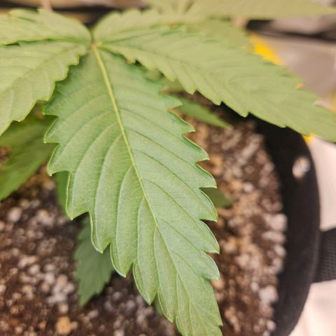 Gorilla Glue growlog timeline photo