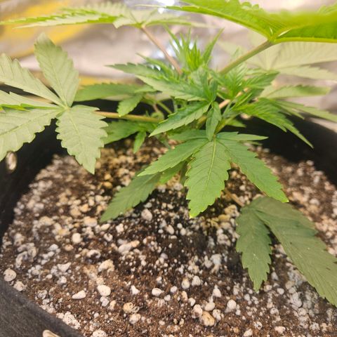 Gorilla Glue growlog photo: Crescimento central acelerado. Algumas folhas levemente queimadas nas pontas. Indícios de overfeeding. Diminuir ppm para 260. 
