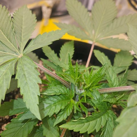 Gorilla Glue growlog photo: Crescimento central acelerado. Algumas folhas levemente queimadas nas pontas. Indícios de overfeeding. Diminuir ppm para 260. 