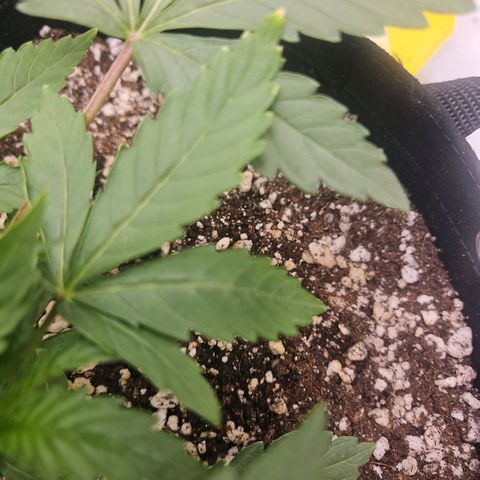 Gorilla Glue growlog photo: Crescimento central acelerado. Algumas folhas levemente queimadas nas pontas. Indícios de overfeeding. Diminuir ppm para 260. 