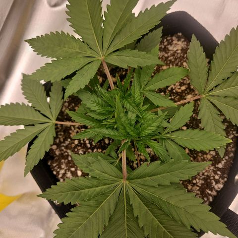 Gorilla Glue growlog photo: Crescimento central acelerado. Algumas folhas levemente queimadas nas pontas. Indícios de overfeeding. Diminuir ppm para 260. 