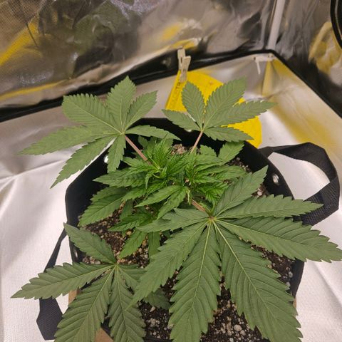 Gorilla Glue growlog photo: Dia de poda das folhas inferiores, limpeza da estufa e rega sem fertilizantes