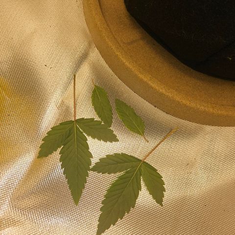 Gorilla Glue growlog photo: Dia de poda das folhas inferiores, limpeza da estufa e rega sem fertilizantes