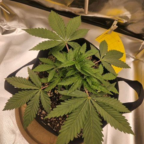 Gorilla Glue growlog photo: Poda da folha maior e início do lst com duas amarras