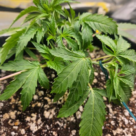 Gorilla Glue growlog photo: Poda da folha maior e início do lst com duas amarras