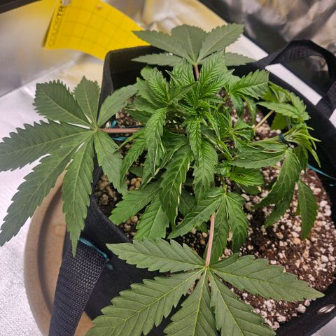 Gorilla Glue growlog photo: Poda da folha maior e início do lst com duas amarras