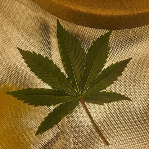 Gorilla Glue growlog photo: Poda da folha maior e início do lst com duas amarras