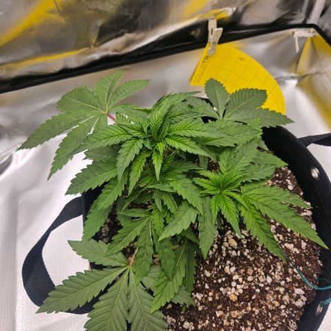 Gorilla Glue growlog photo: Defoliação, ajuste nas amarras e rega com fertilizante. 