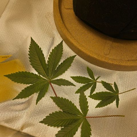 Gorilla Glue growlog photo: Defoliação, ajuste nas amarras e rega com fertilizante. 