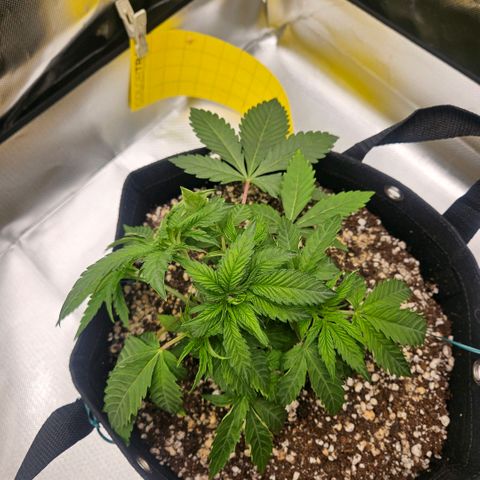 Gorilla Glue growlog photo: Defoliação, ajuste nas amarras e rega com fertilizante. 