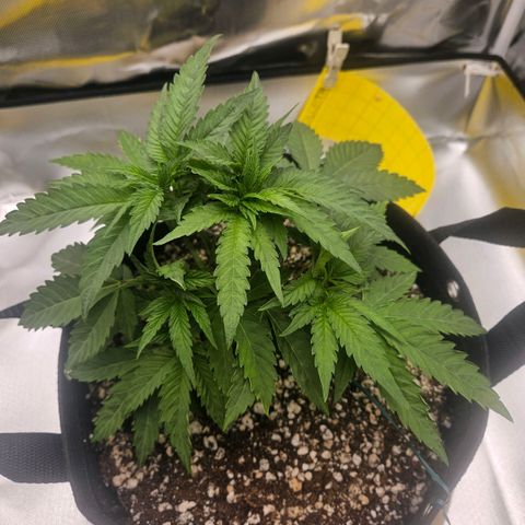 Gorilla Glue growlog photo: Dia de lst e desfolhação. Retirada de um clone teste. A estrutura da planta agora parece muito promissora. 
