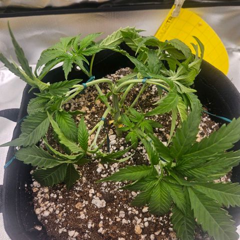 Gorilla Glue growlog photo: Dia de lst e desfolhação. Retirada de um clone teste. A estrutura da planta agora parece muito promissora. 