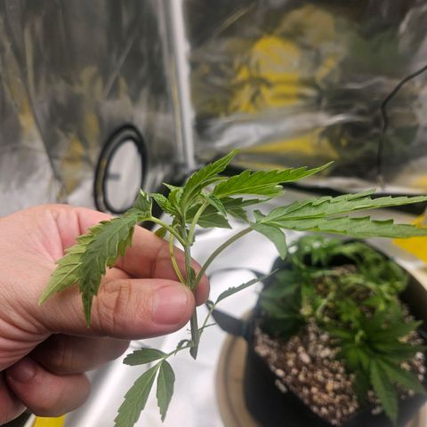 Gorilla Glue growlog photo: Dia de lst e desfolhação. Retirada de um clone teste. A estrutura da planta agora parece muito promissora. 