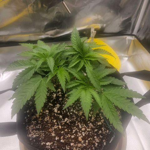 Gorilla Glue growlog photo: Ajuste nas amarras e clone estável