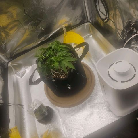 Gorilla Glue growlog photo: Ajuste nas amarras e clone estável