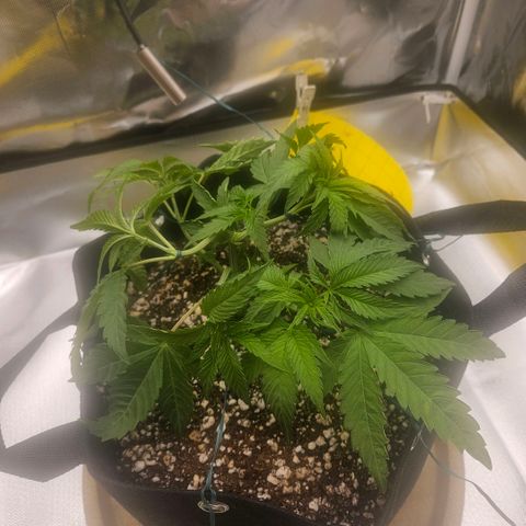 Gorilla Glue growlog photo: Ajuste nas amarras e clone estável