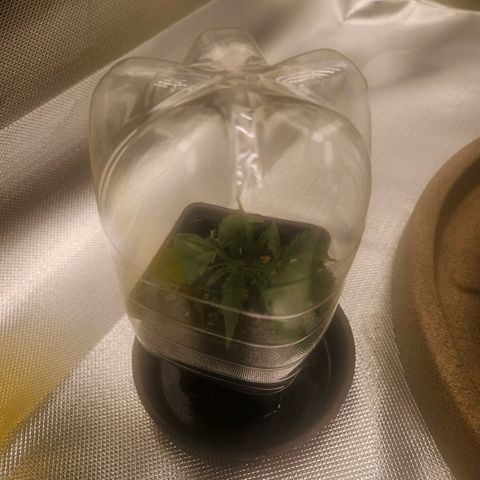 Gorilla Glue growlog photo: Ajuste nas amarras e clone estável