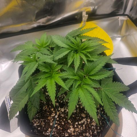 Gorilla Glue growlog photo: O centro fechou de novo. Reorganização do lst agora usando 6 estacas de ferro e duas amarras com arame. Pequeno desfolhamento e retirada de mais um clone. 