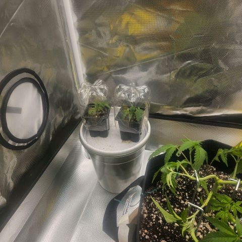 Gorilla Glue growlog photo: O centro fechou de novo. Reorganização do lst agora usando 6 estacas de ferro e duas amarras com arame. Pequeno desfolhamento e retirada de mais um clone. 