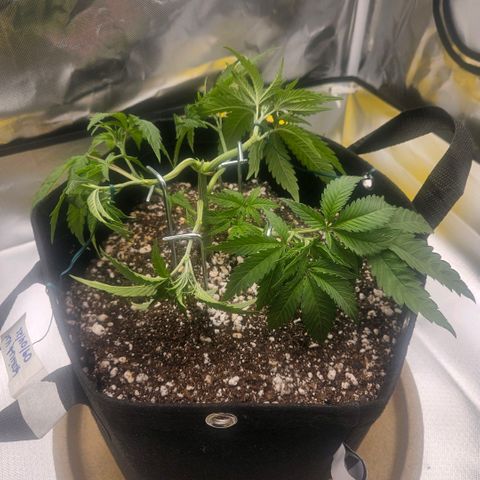 Gorilla Glue growlog photo: O centro fechou de novo. Reorganização do lst agora usando 6 estacas de ferro e duas amarras com arame. Pequeno desfolhamento e retirada de mais um clone. 