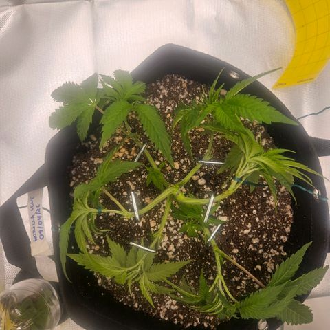 Gorilla Glue growlog photo: O centro fechou de novo. Reorganização do lst agora usando 6 estacas de ferro e duas amarras com arame. Pequeno desfolhamento e retirada de mais um clone. 