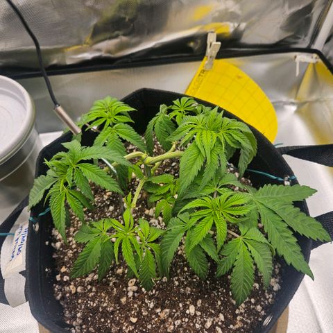 Gorilla Glue growlog photo: Planta com sede depois de 2 dias. Aumento na rega para 700ml. Ela respondeu bem depois do lst. 