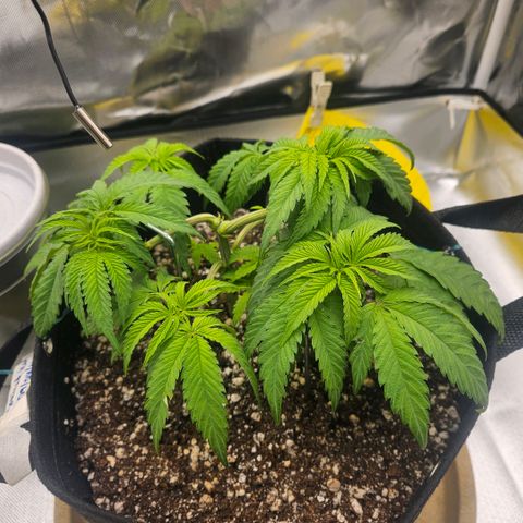 Gorilla Glue growlog photo: Folhas com aparência murcha. Possível excesso de água.  PPFD ajustado para 322 para tentar melhorar essa situação + aguardar substrato secar. 