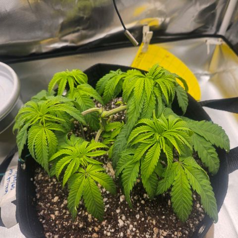 Gorilla Glue growlog photo: As folhas seguem com aparência relaxada (para baixo) desde o último lst (6 dias atrás). O caule começando a ficar com tons de roxo. Hoje feito ajuste nas amarras e estacas. 