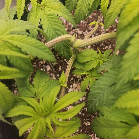 Gorilla Glue growlog photo: As folhas seguem com aparência relaxada (para baixo) desde o último lst (6 dias atrás). O caule começando a ficar com tons de roxo. Hoje feito ajuste nas amarras e estacas. 