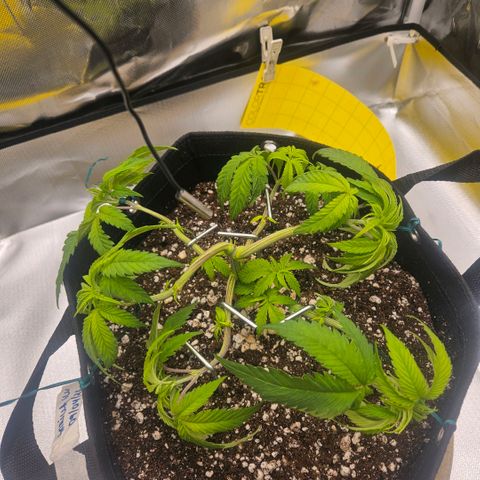 Gorilla Glue growlog photo: As folhas seguem com aparência relaxada (para baixo) desde o último lst (6 dias atrás). O caule começando a ficar com tons de roxo. Hoje feito ajuste nas amarras e estacas. 