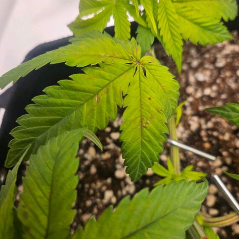 Gorilla Glue growlog photo: Crescimento um pouco mais acelerado desde ontem. As folhas continham com aparência relaxada demais e muito claras. Algumas manchas apareceram.  Medidor de umidade do solo instalado. 