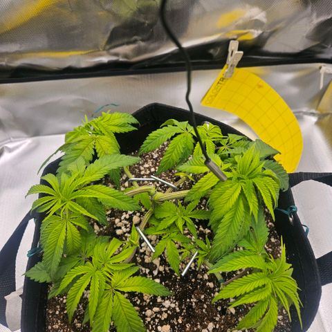Gorilla Glue growlog photo: Crescimento um pouco mais acelerado desde ontem. As folhas continham com aparência relaxada demais e muito claras. Algumas manchas apareceram.  Medidor de umidade do solo instalado. 