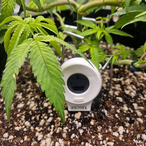 Gorilla Glue growlog photo: Crescimento um pouco mais acelerado desde ontem. As folhas continham com aparência relaxada demais e muito claras. Algumas manchas apareceram.  Medidor de umidade do solo instalado. 