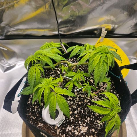 Gorilla Glue growlog photo: Rega com fertilizante, aumento no nível de ppm pq provavelmente ha deficiencia por falta de nutrientes