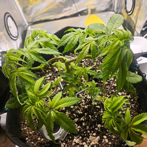 Gorilla Glue growlog photo: Aparentemente o crescimento voltou a acelerar de novo com novos brotos. Ajuste no LST para deixar os novos brotos mais expostos a luz