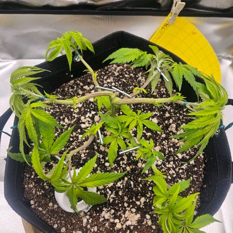 Gorilla Glue growlog photo: Aparentemente o crescimento voltou a acelerar de novo com novos brotos. Ajuste no LST para deixar os novos brotos mais expostos a luz