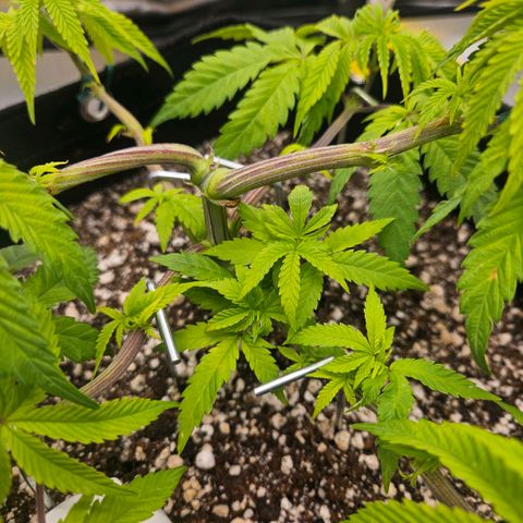 Gorilla Glue growlog timeline photo
