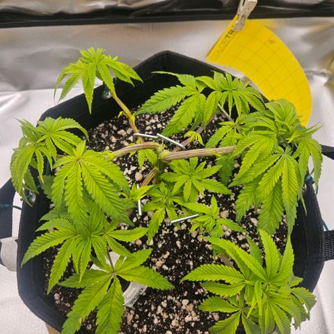 Gorilla Glue growlog timeline photo