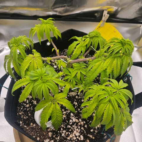 Gorilla Glue growlog timeline photo
