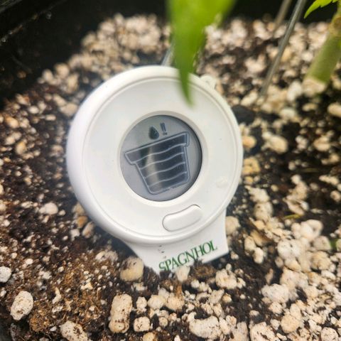 Gorilla Glue growlog photo: A aparência das folhas esta melhorando. Usei o regador comum dessa vez e o substrato ficou muito mais saturado do que com pulverizador (com a mesma quantidade de agua). Observar como a planta vai reagir. 