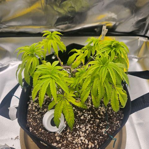 Gorilla Glue growlog photo: A aparência das folhas esta melhorando. Usei o regador comum dessa vez e o substrato ficou muito mais saturado do que com pulverizador (com a mesma quantidade de agua). Observar como a planta vai reagir. 