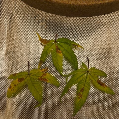 Gorilla Glue growlog photo: As queimaduras pioraram :( 