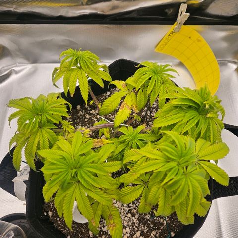Gorilla Glue growlog photo: As queimaduras pioraram :( 