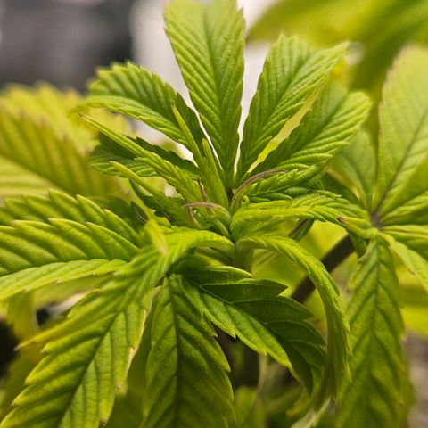 Gorilla Glue growlog photo: Postura e coloração das folhas esta melhorando. Alguns pistilos rosas no topo.