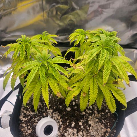 Gorilla Glue growlog photo: Postura e coloração das folhas esta melhorando. Alguns pistilos rosas no topo.