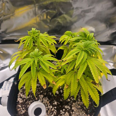 Gorilla Glue growlog photo: Postura e colocação das folhas segue melhorando mas as queimaduras também estão avançando...