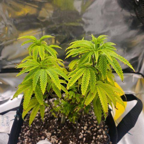 Gorilla Glue growlog photo: Postura e coloração das folhas está bem melhor agora